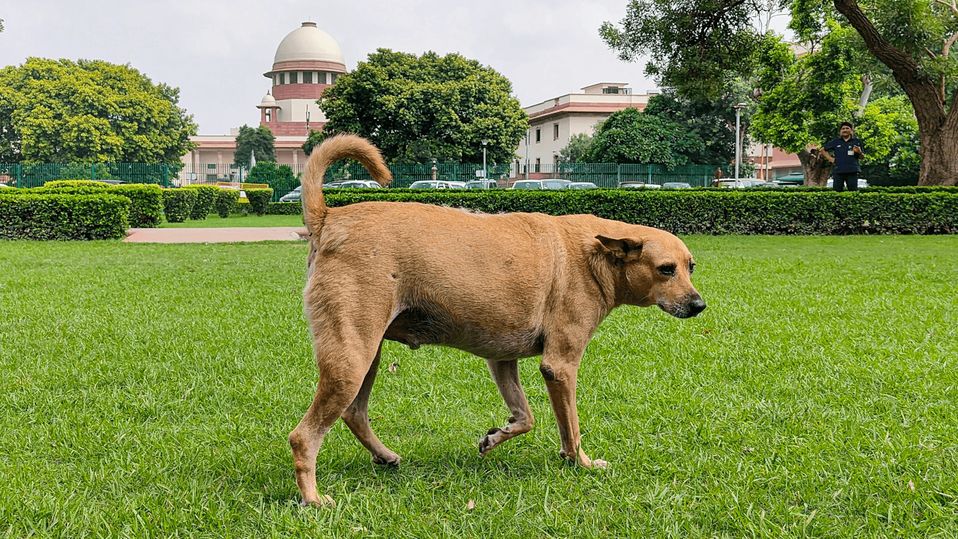 The Tracks Are Clear: Supreme Court Orders Immediate Removal of Stray Dogs and Cattle from Railway Stations, Public Places, and Highways